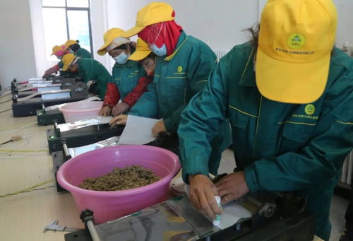 一株艾草,究竟能做成多大的产业